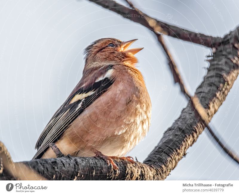 Singender Buchfink Fink Fringilla coelebs Kopf Schnabel Tiergesicht Flügel Krallen Auge Vogel Wildtier Feder Zweige u. Äste Farbfoto singen trällern zwitschern