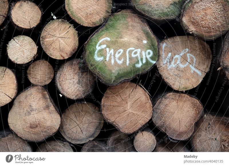 Stämme gefällter Bäume als Energieholz im Teutoburger Wald bei Oerlinghausen in Ostwestfalen-Lippe Baum Stamm Baumstamm Forst Waldwirtschaft Forstwirtschaft