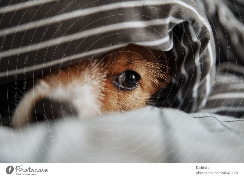 Haustier unter Decke im Bett. Porträt von traurigen Hund wärmt bei kaltem Wetter Auge Maul krank Stimmung atmosphärisch Nase frieren Aussehen niedlich Welpe