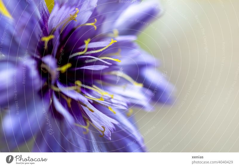 Violette Scabiosa mit gelben Staubblättern Blume Blüte violett Pflanze Blühend Blütenblätter Frühling Garten xenias