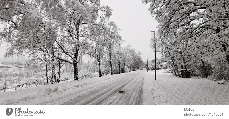 Verschneite Straße an einem klaren Wintertag schön gefroren Bäume Ansicht Baum Schneesturm Ast hell übersichtlich kalt Tag Dezember Fahrweg Feld Wald Frost