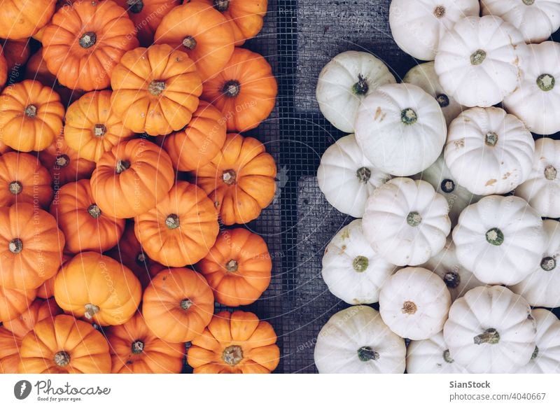 Viele orange und weiße Kürbisse in einem Korb auf der Straße. Halloween-Konzept. Herbst Squash Werkstatt Top Ansicht Wagenheber flache Verlegung Erntedankfest