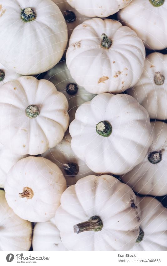 Viele weiße Kürbisse Halloween Konzept. Herbst Erntedankfest fallen Natur natürlich flache Verlegung Hintergrund vereinzelt Squash November Winter Pflanze blass