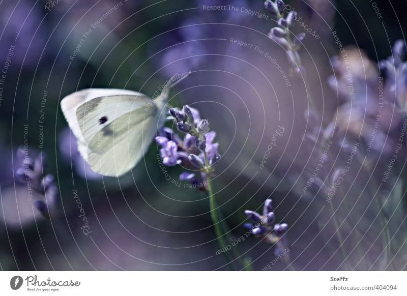 violette Stimmung des Nachmittags Lavendel Lavendelblüte blühender Lavendel Lavendelduft Heilpflanze violette Blumen Nachmittagslicht Leichtigkeit Schmetterling