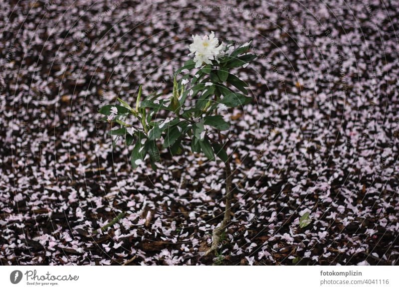 weiss blühendes Rhododendron Pflanzenstämmchen zwischen herabgefallenen rosa Blütenblätter auf der Erde Azalee Blühend Blume Frühling weiß Blütenteppich Botanik