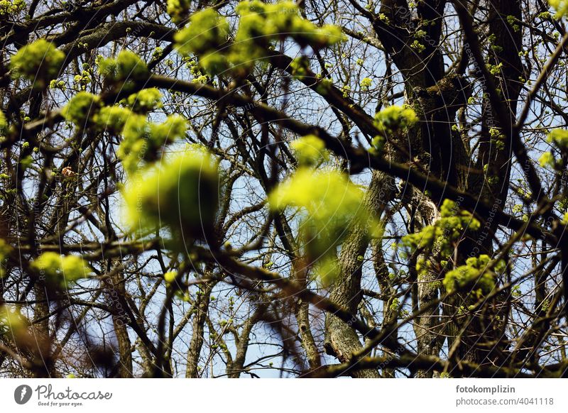 hellgrüne Baumblätterknospen Blätter Knospen knospen treiben Frühling Pflanze Wachstum leuchtende Farben leuchtend grün Blatt Blattgrün frisch Botanik Natur