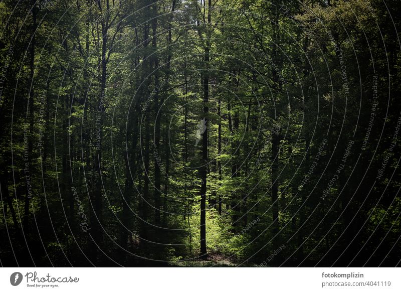 einzelner Baum in einem Lichtstrahl zwischen vielen Bäumen im Wald Lichtung Waldlichtung Waldrand Waldspaziergang Waldstimmung waldgebiet Natur Umwelt grün