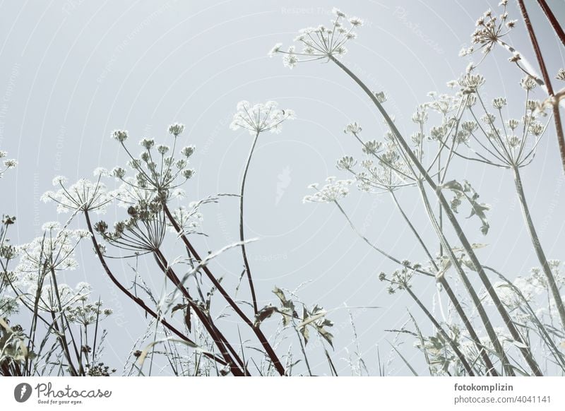 helle Wiesenblumen vor hellem Himmel Wildblumen Blume Blumenwiese blühen Pflanzen fein flora Blüte Wildpflanzen Nahaufnahme filigran Sommerblumen Naturliebe