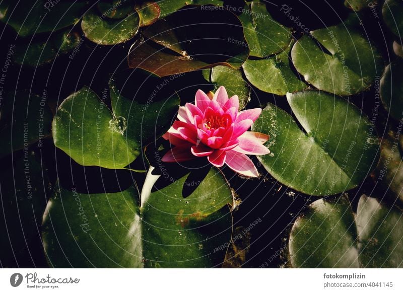 pink blühende Seerose zwischen Seerosenblätter Seerosenblatt Seerosenteich Teich Blatt Blüte Pflanze Wasser Blühend Wasserpflanze Blume Sommer schön Nahaufnahme