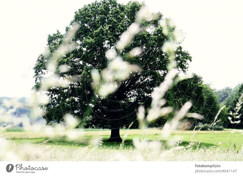 großer alter Baum auf einer Sommerwiese Bäume Baumliebhaber Landleben Laubbaum grün auf dem Land im Grünen Umwelt Baumkrone Naturliebe Meditation vitalität