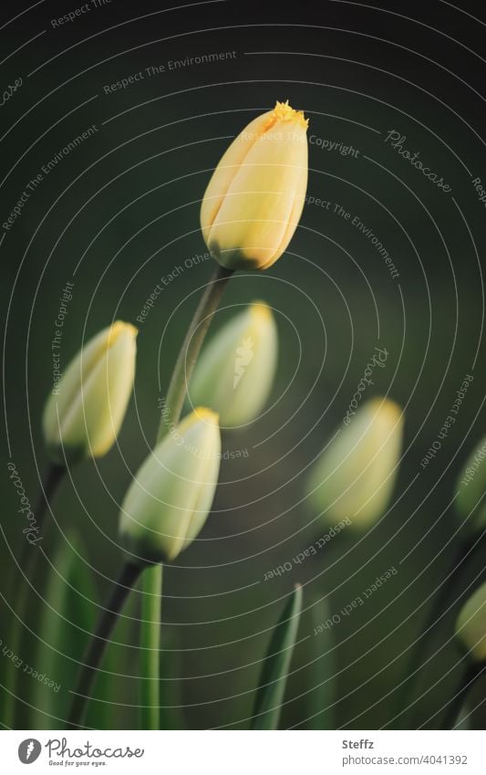 startklar in den Frühling Tulpen Tulpenknospen Tulpenblüte Frühlingserwachen Frühlingsblumen vor dem Aufblühen elegant edel anmutig Vorfreude April Tulpenzeit