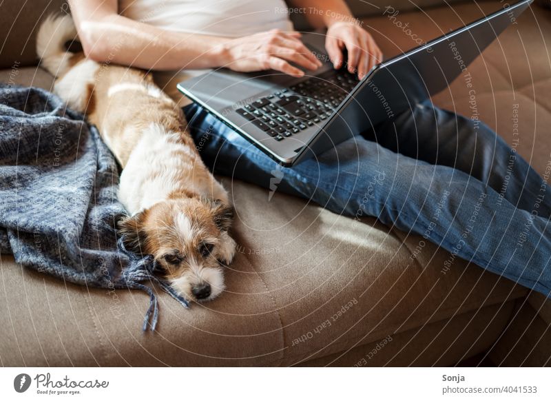 Mann mit einem Laptop und einem kleinen Hund auf einem Sofa laptop Homeoffice arbeiten Lifestyle Haustier Terrier Tier sitzen auf den knien Hygge Wohnzimmer