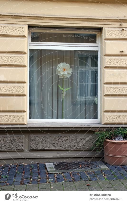 riesenblume im altbau fenster gardine papierblume stoffblume blüte künstlich groß einzeln deko dekorativ haus pflanzkübel blumentopf draußen fassade gebäude