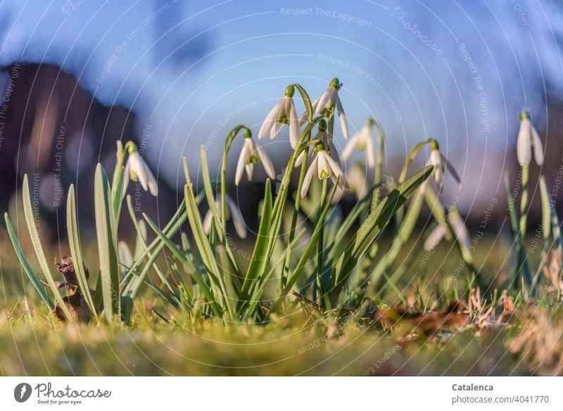 Schneeglöckchen an einem sonnigen, warmen Frühlingstag Natur Flora Pflanze Blume Blüte Blatt Jahreszeit Vorfreude Himmel Tag Tageslicht Garten Grün Blau Weiß