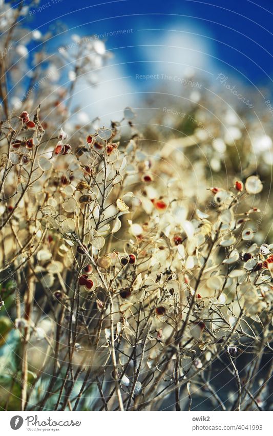 Gestrüpp Mauer Pflanze klein nah Farbfoto Detailaufnahme Menschenleer Sonnenlicht Textfreiraum oben Außenaufnahme Schönes Wetter Umwelt mehrfarbig Wildpflanze