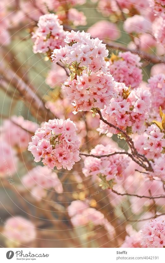 Zierkirsche in voller Blüte Säulenkirsche Blütenkirsche Prunus Japanische Blütenkirsche volle Blüte Blütenpracht Baumblüte Kirschblüten Frühlingsblüten