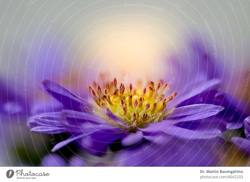 Blütenstand der Glattblattaster, Aster novi-belgiae Neubelgienaster Herbstblüher Staude Asteraceae Compositae Geringe Tiefenschärfe