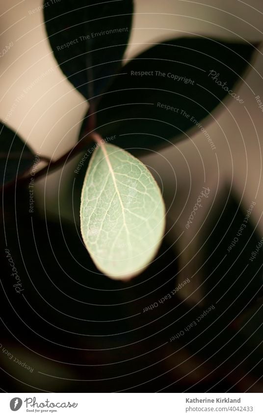 Blatt mit schwarzem und braunem Hintergrund Blätter Ast Baum Wald Wälder Waldgebiet grün Saison saisonbedingt Sommer Natur natürlich vertikal Laubwerk