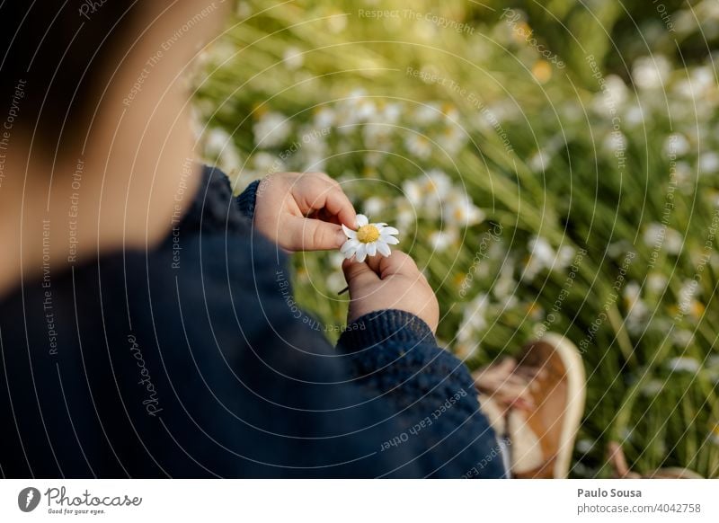 Close up Kind Hand hält eine Frühlingsblume 1-3 Jahre Kaukasier farbenfroh Gänseblümchen Korbblütengewächs Gänseblümchenblüten erkunden zerbrechlich