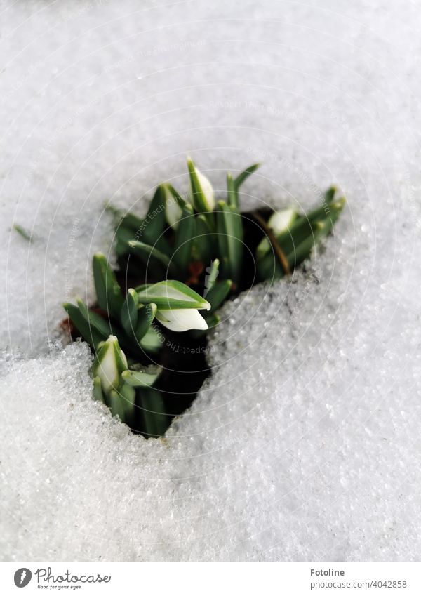 Endlich wird es Frühling. Die Schneeglöckchen recken ihre kleinen weißen Blüten durch den schmelzenden Schnee. Frühblüher Blume Farbfoto Natur Pflanze