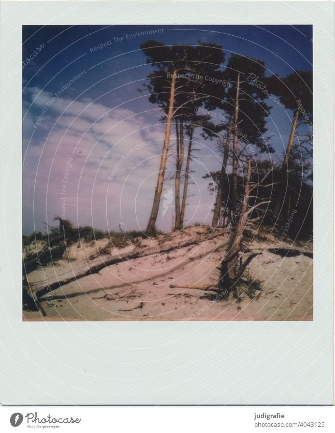 Weststrand auf Polaroid Landschaft Ostsee ostseeküste Darß Strand Düne Baum Himmel Sommer Urlaub Ferien & Urlaub & Reisen Fischland-Darß Wolken Meer Natur