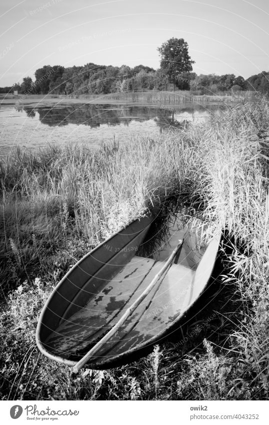 Schaluppe Fischerboot Kahn Metall einfach Fischteich leuchten Idylle Ferne glänzend Deutschland Lausitz See Seeufer Sträucher Gras Baum Schönes Wetter Pflanze