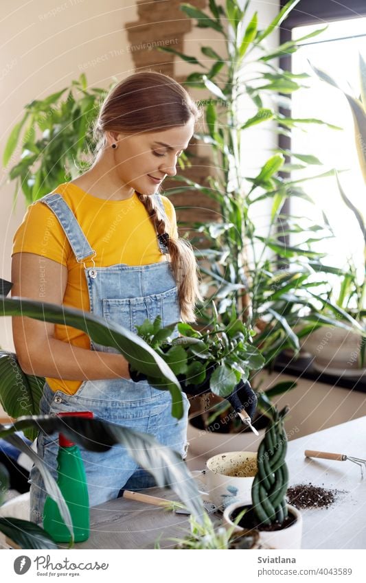 Eine junge Frau pflanzt Blumen zu Hause um. Frühling Pflege für Topfblumen. Frühling, Pflege, Pflanzen zu Hause, Gartenarbeit zu Hause heimwärts Transplantation