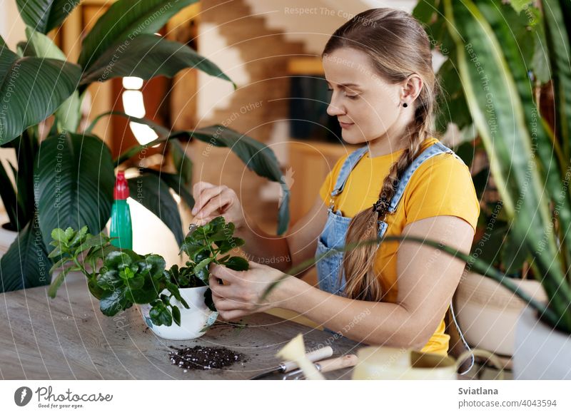 Eine junge Frau pflanzt Blumen zu Hause um. Frühling Pflege für Topfblumen. Frühling, Pflege, Pflanzen zu Hause, Gartenarbeit zu Hause heimwärts Transplantation