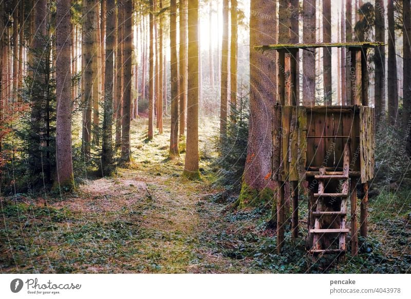 lichtmaschine Wald Sonne Sonnenstrahlen Bäume Licht Frühling Frühlingserwachen Hochstand beobachten Beobachtungsposten scheinen Sonnenschein Lichtmaschine