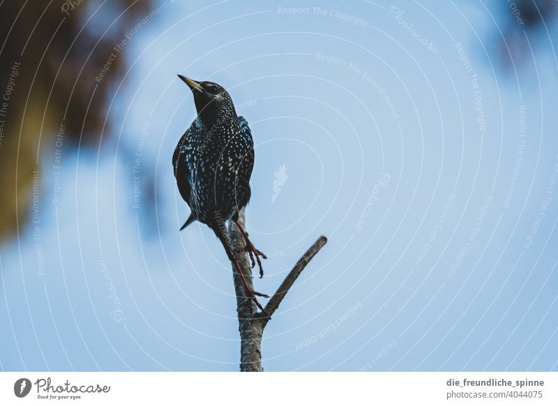 Star auf Ast Vogel fliegen Frühling Tier Außenaufnahme Natur Feder Garten klein Nahaufnahme Winter Schnabel wild schön Tierwelt Singvogel Ornithologie Farbfoto