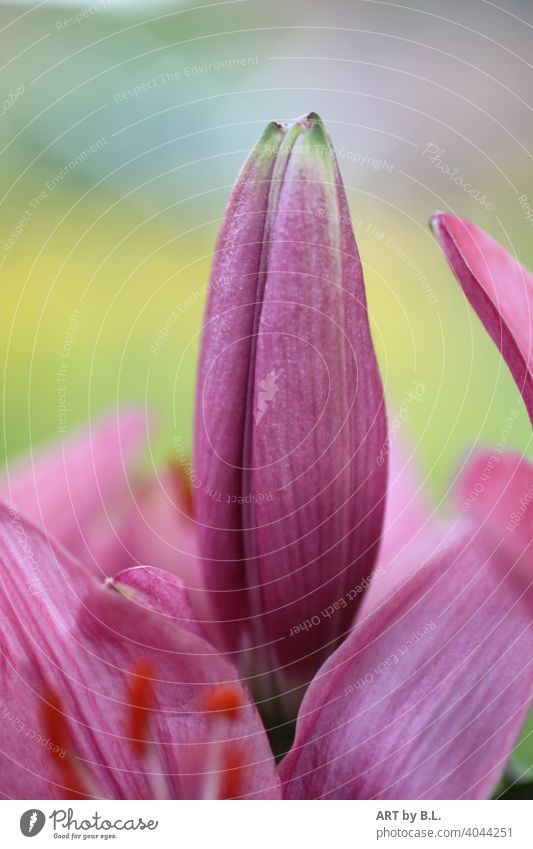 ich bin bereit, Lilie kurz vor dem Aufblühen knospe blume blüte garten flora floral lilie lielienknospe