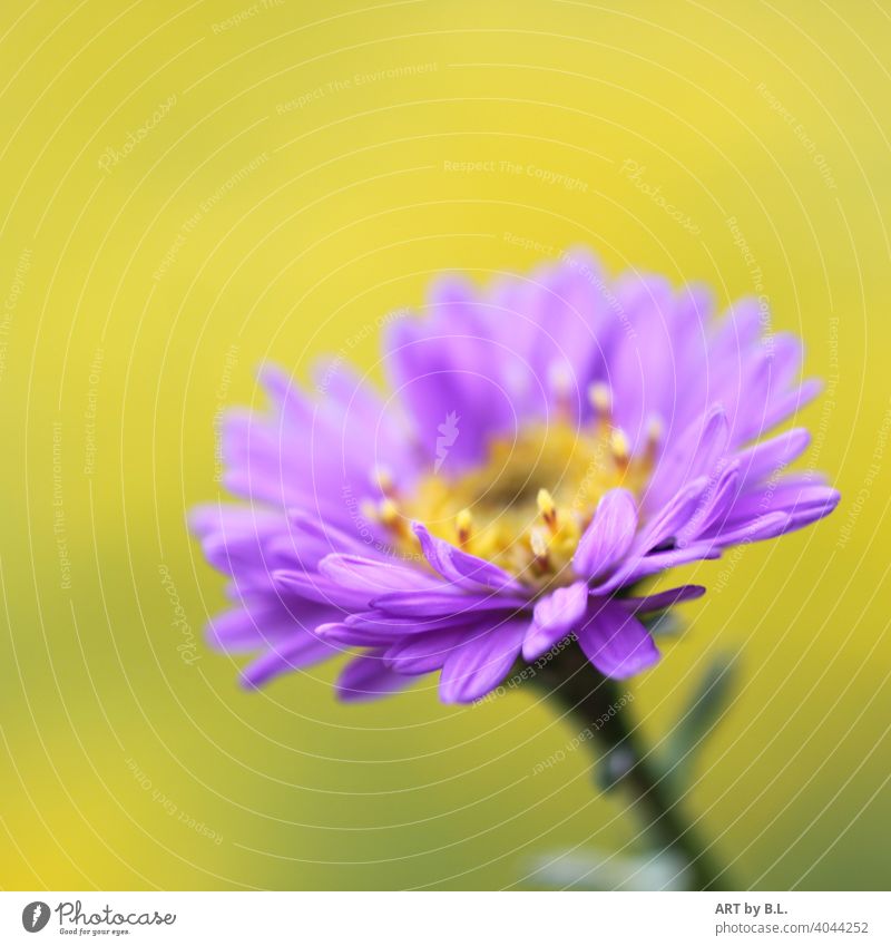 Erinnerung an den Herbst zeigt eine Herbstaster in der Nahaufnahme blume blüte herbst jahreszeit herbstaster lila gelb grün pink garten nahaufnahme