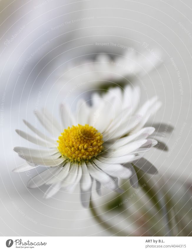 Wie in einem Märchen! Ein Gänseblümchen blüht nach dem Regen auf... gänseblümchen werbung garten gärtner blume blüte blumenblätter blumenblatt wohnen deko