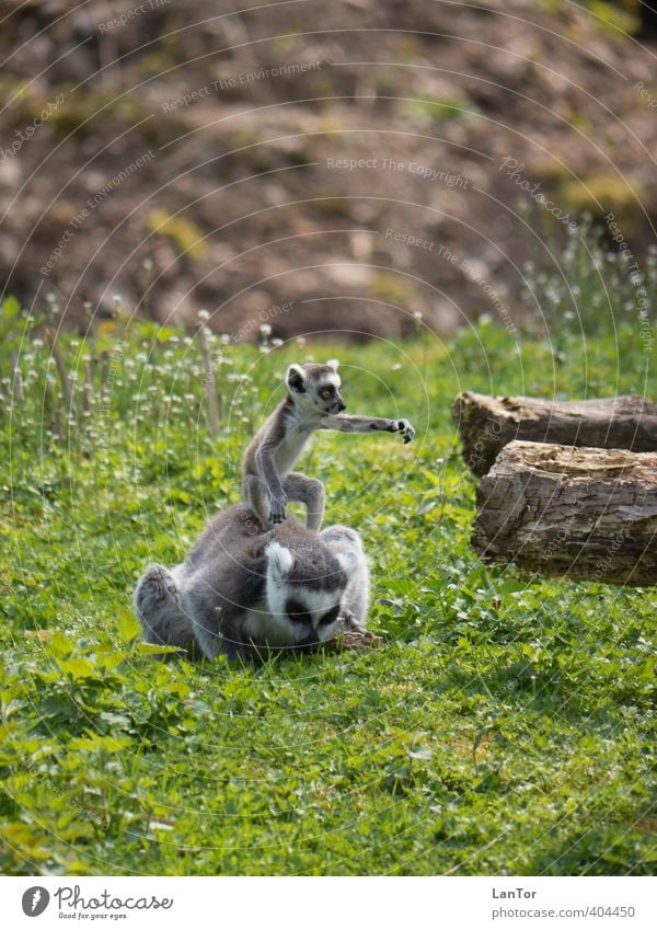 Da lang Tier Fell Zoo Katta Halbaffen 2 Tierjunges Holz Fressen niedlich I like to move it move it Farbfoto Außenaufnahme Tag Sonnenlicht