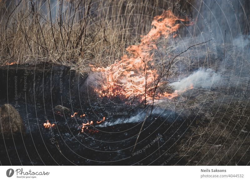 Trockenes Gras brennt im Wald und auf den Wiesen, abendlicher Sonnenuntergang, starker Wind Luftverschmutzung Gegend Brandwunde brennend Missetat Cloud Schaden