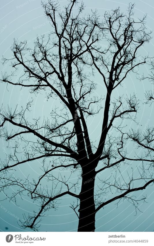 Baum im Spätwinter abend ast baum dämmerung erholung ferien garten himmel kleingarten kleingartenkolonie menschenleer natur pflanze ruhe schrebergarten strauch