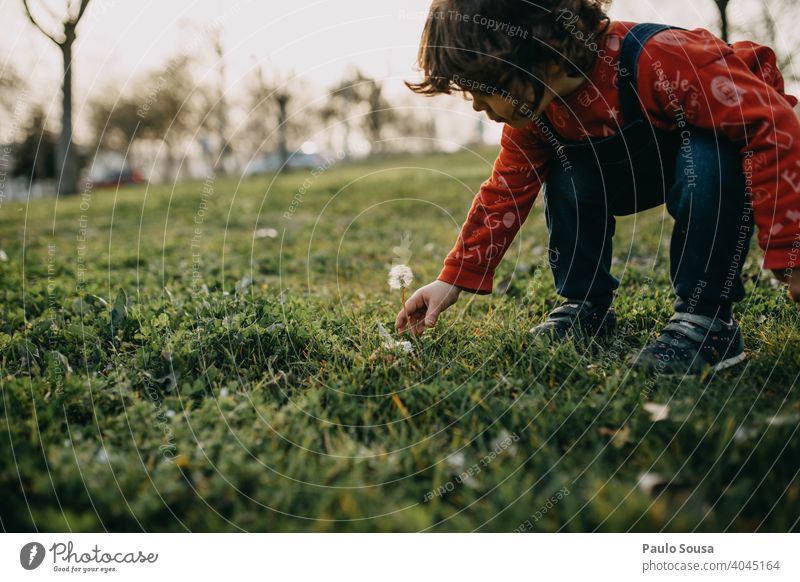 Kind pflückt Löwenzahn Kindheit Frühling Frühlingsgefühle Fröhlichkeit Blüte grün Wiese Blühend Pflanze Außenaufnahme erkunden Schwache Tiefenschärfe Blume