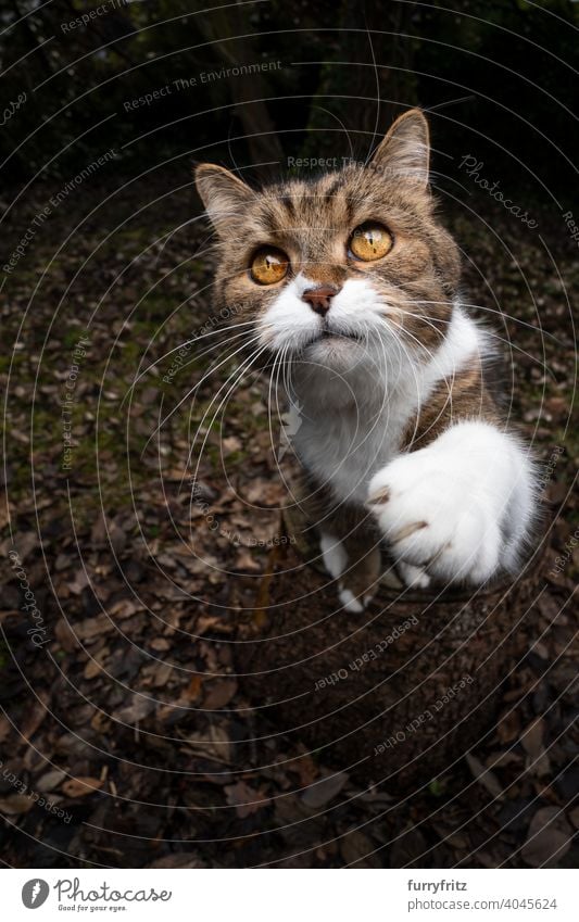 niedliche Katze sitzt auf Baumstumpf betteln Haustiere katzenhaft Fell Ein Tier im Freien Garten Vorder- oder Hinterhof Natur grün britische Kurzhaarkatze Tabby