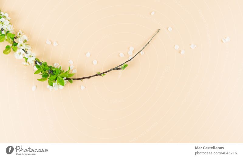 Weiße Pflaumenblüten auf cremefarbenem Hintergrund. Platz zum Kopieren. Frühling Konzept. Blumen Pflaumenbaum Ast geblümt cremefarbener Hintergrund Textfreiraum