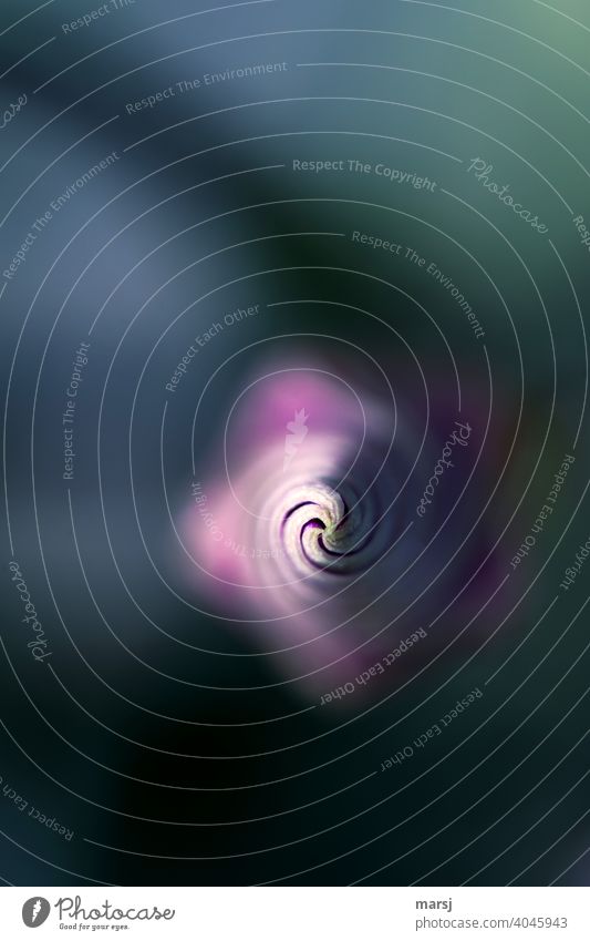 Eingedreht und Softice-ähnliche Spitze der Blütenknospe einer Prachtwinde. Auf den Punkt gebracht. Vogelperspektive Blütenknospen Pflanze Winde Farbfoto
