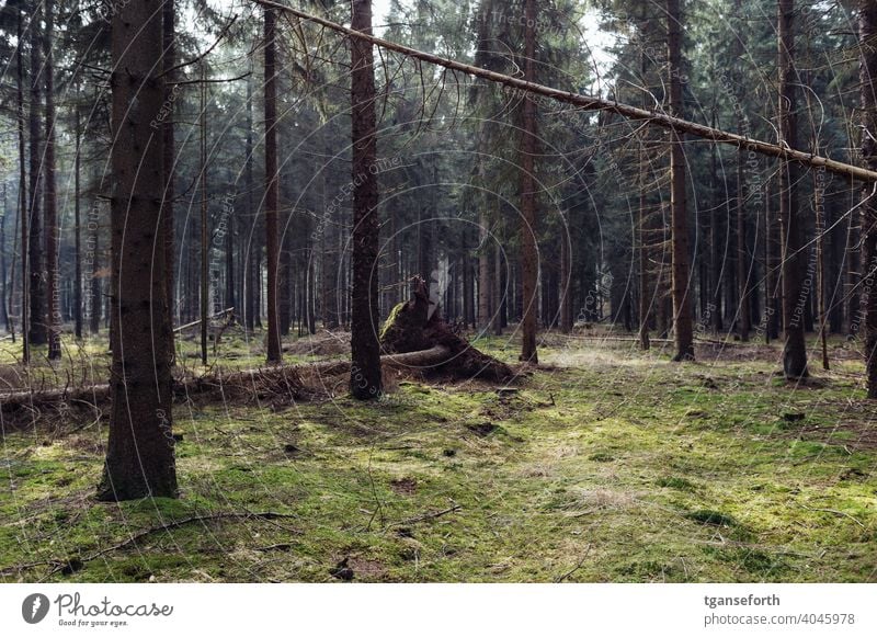 Umgestürzter Baum in einem Nutzwald Wald Bäume Moos umgestürzt umgestürzte Bäume Nadelbaum Nadelwald Farbfoto Natur Umwelt Außenaufnahme Landschaft grün