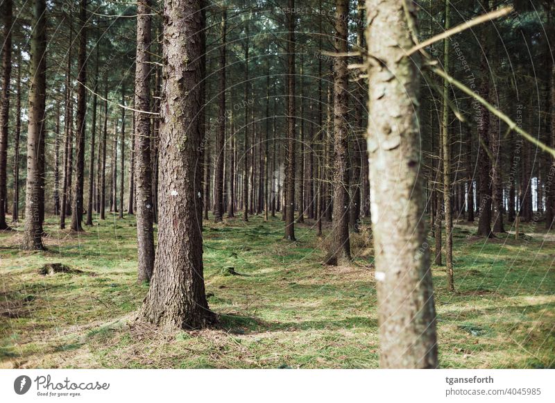 Mittags im Wald Baum Bäume Nutzwald Moos Nadelbaum Nadelwald Farbfoto Natur Umwelt Außenaufnahme Landschaft grün Menschenleer Baumstamm Forstwirtschaft Tag Holz