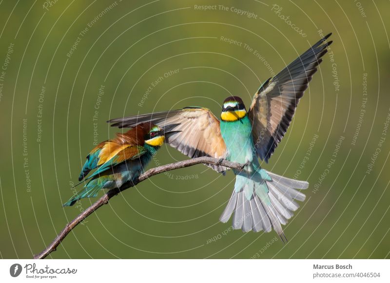 Bienenfresser, Merops apiaster, Europäischer Bienenfresser 2 merops apiaster Vögel Zugvögel Zugvogel Tier Tiere Vogel Ast Korkenzieher farbig farbenfroh Farbig