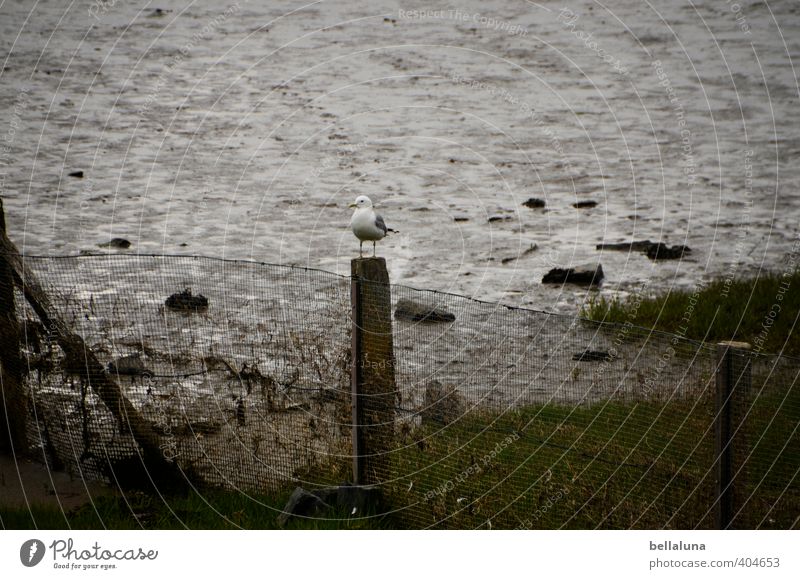 Mal gucken,... Umwelt Natur Landschaft Pflanze Tier Wasser Schönes Wetter Sträucher Wildpflanze Küste Nordsee Meer Insel hocken stehen nass Norderney Wattenmeer