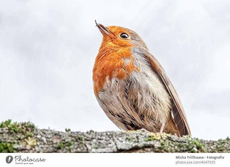 Rotkehlchen mit Fehlbildung am Schnabel Erithacus rubecula Tiergesicht Kopf Auge Feder gefiedert Flügel Krallen Vogel Kreuzschnabel Beeinträchtigung