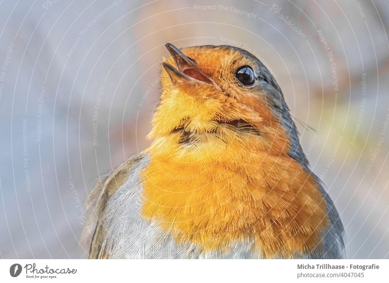 Singendes Rotkehlchen Porträt Erithacus rubecula Tiergesicht Kopf Schnabel Auge Feder gefiedert Flügel Vogel Wildtier singen Gezwitscher Kommunizieren Gesang