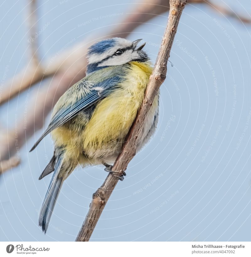 Singende Blaumeise Cyanistes caeruleus Meisen Tiergesicht Kopf Auge Schnabel gefiedert Flügel Feder Krallen Vogel Wildtier Gesang singen zwitschern Tierporträt