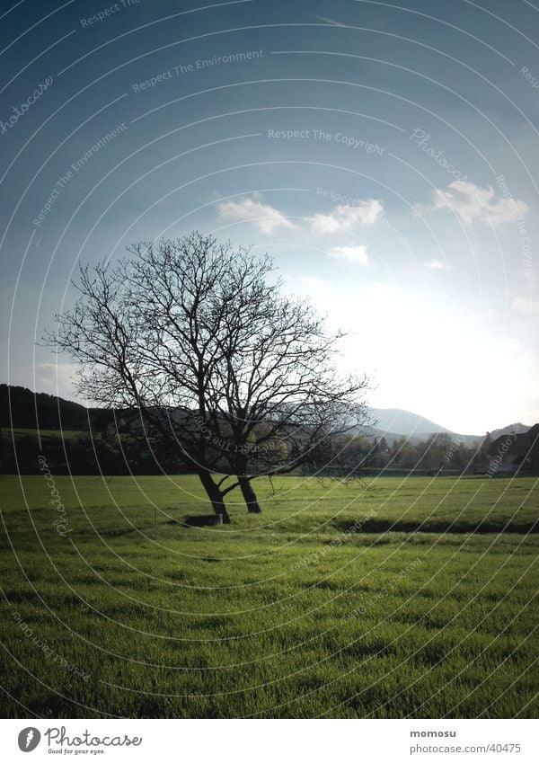 zweisamkeit Baum Wiese Gras Wolken Frühling Österreich Himmel Abend