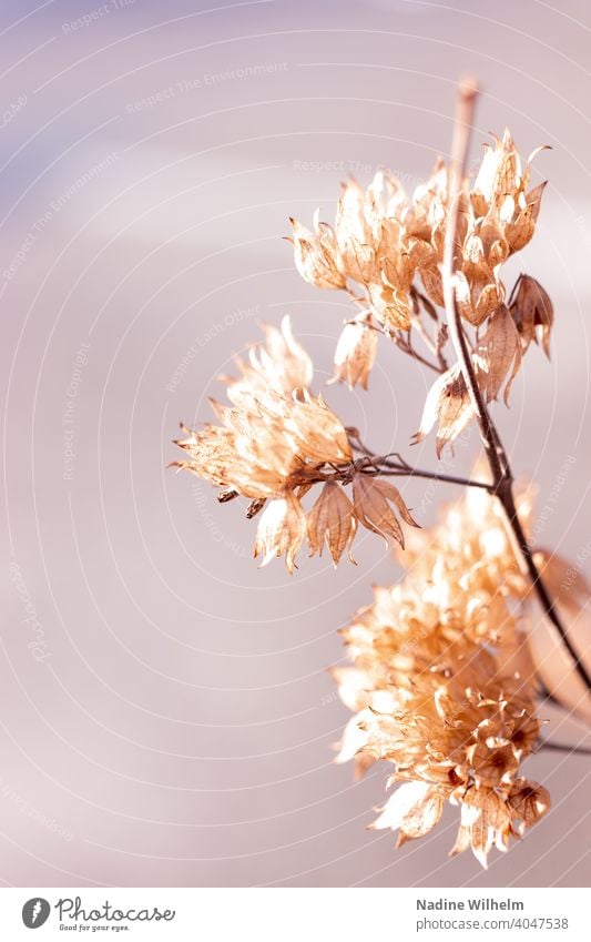 Zarte, verwelkte Blüten welken welkend zart Natur Blume Pflanze alt Nahaufnahme verblüht Vergänglichkeit Herbst Blütenblatt Farbfoto vertrocknet trocken