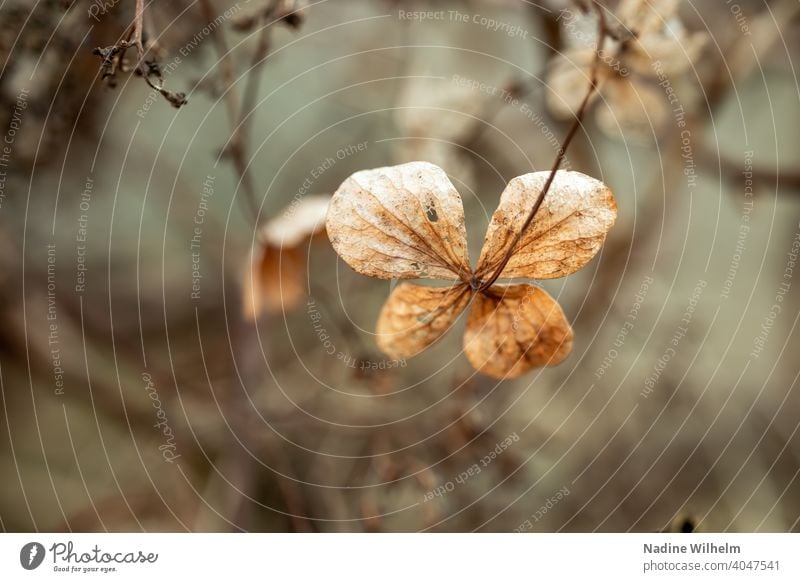 Verwelkte Blüte Blume Natur gelb Nahaufnahme Garten Pflanze Makroaufnahme Farbfoto Herbst Winter Außenaufnahme Detailaufnahme Tag Schwache Tiefenschärfe